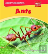 Mighty Minibeasts: Ants