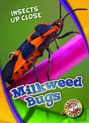 Milkweed Bugs