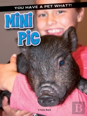 Mini Pig