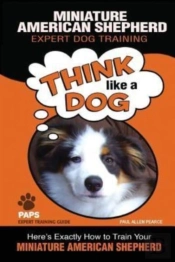 Miniature American Shepherd   Expert Dog Training