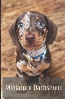 Miniature Dachshund