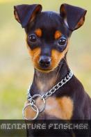 Miniature Pinscher