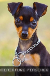 Miniature Pinscher