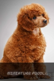 Miniature Poodle