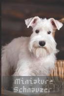 Miniature Schnauzer