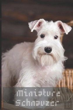 Bertrand.pt - Miniature Schnauzer