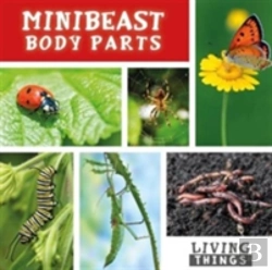 Bertrand.pt - Minibeast Body Parts