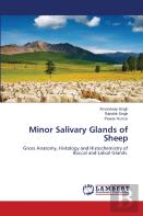Minor Salivary Glands Of Sheep