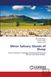 Minor Salivary Glands Of Sheep