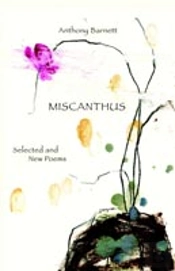Miscanthus