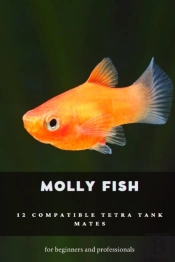 Molly Fish
