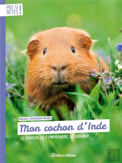 Bertrand.pt - Mon Cochon D'Inde
