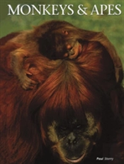 Monkeys Apes
