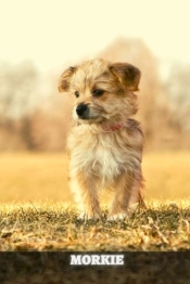 Morkie