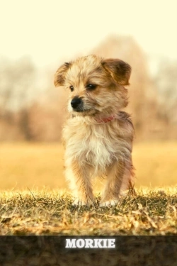 Bertrand.pt - Morkie