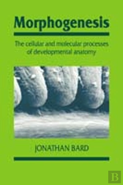 Bertrand.pt - Morphogenesis