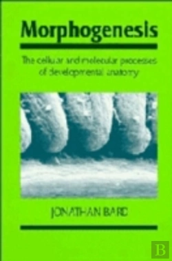 Bertrand.pt - Morphogenesis