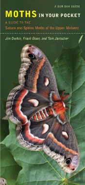 Moths In Your Pocket
