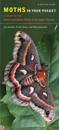 Bertrand.pt - Moths In Your Pocket