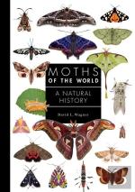 Moths Of The World