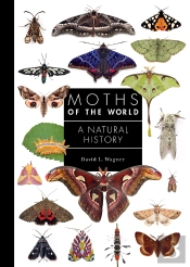 Moths Of The World