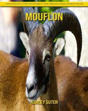 Mouflon