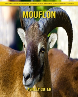 Bertrand.pt - Mouflon