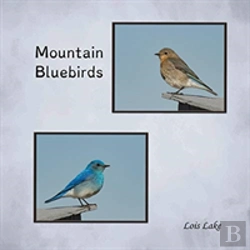 Bertrand.pt - Mountain Bluebirds