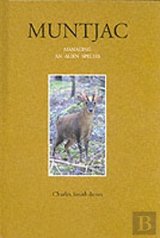 Muntjac