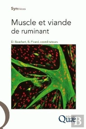 Muscle Et Viande De Ruminants