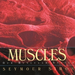 Bertrand.pt - Muscles