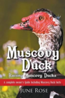 Muscovy Duck
