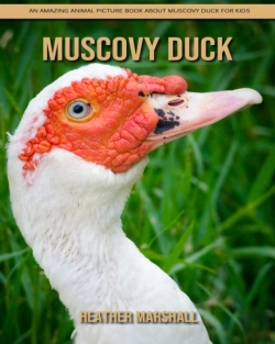 Bertrand.pt - Muscovy Duck
