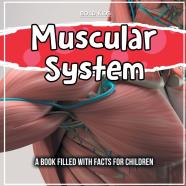 Muscular System