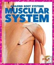 Muscular System