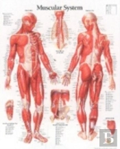 Muscular System, Male
