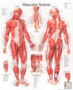 Bertrand.pt - Muscular System, Male