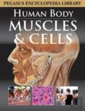 Muscular System