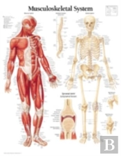 Musculoskeletal System