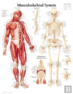 Bertrand.pt - Musculoskeletal System