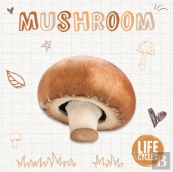 Bertrand.pt - Mushroom