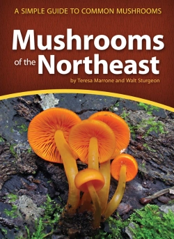 Bertrand.pt - Mushrooms Of The Northeast