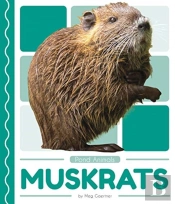 Muskrats