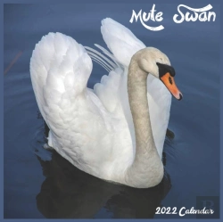 Bertrand.pt - Mute Swan 2022 Calendar