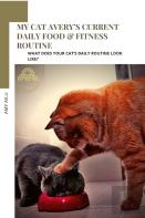 My Cat Avery'S Current Daily Food & Fitness Routine