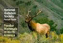 National Audubon Society Pocket Guide To Familiar Mammals