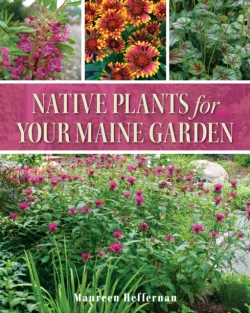 Bertrand.pt - Native Plants For Your Maine Garden