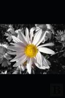 Natural Acts Of Kindness