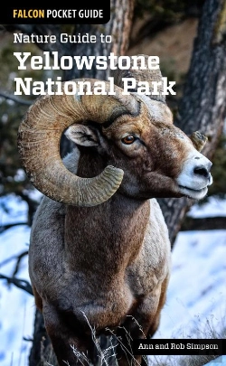 Bertrand.pt - Nature Guide To Yellowstone National Park
