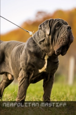 Bertrand.pt - Neapolitan Mastiff